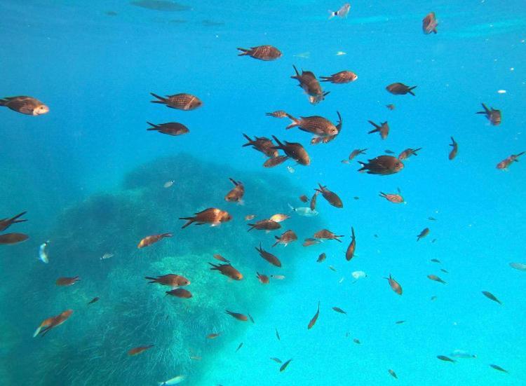 Le Corail Rouge Corse * Lecci