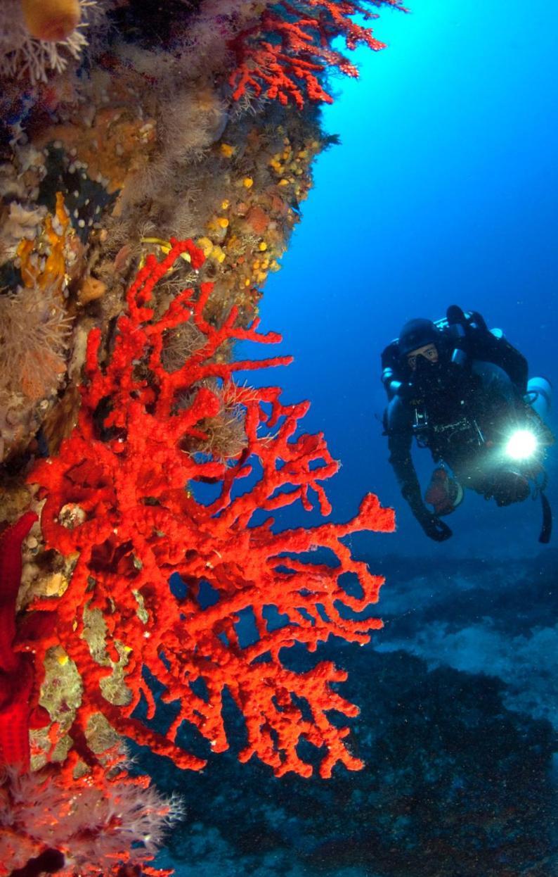 Le Corail Rouge Corse Villa *